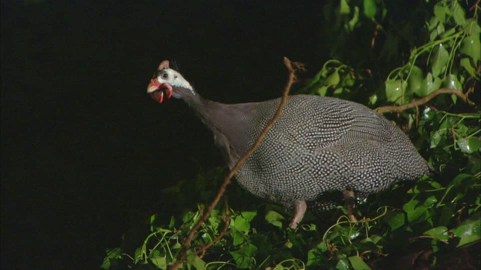 GALLINA GUINEA 】Características, Alimentación, Crianza y más