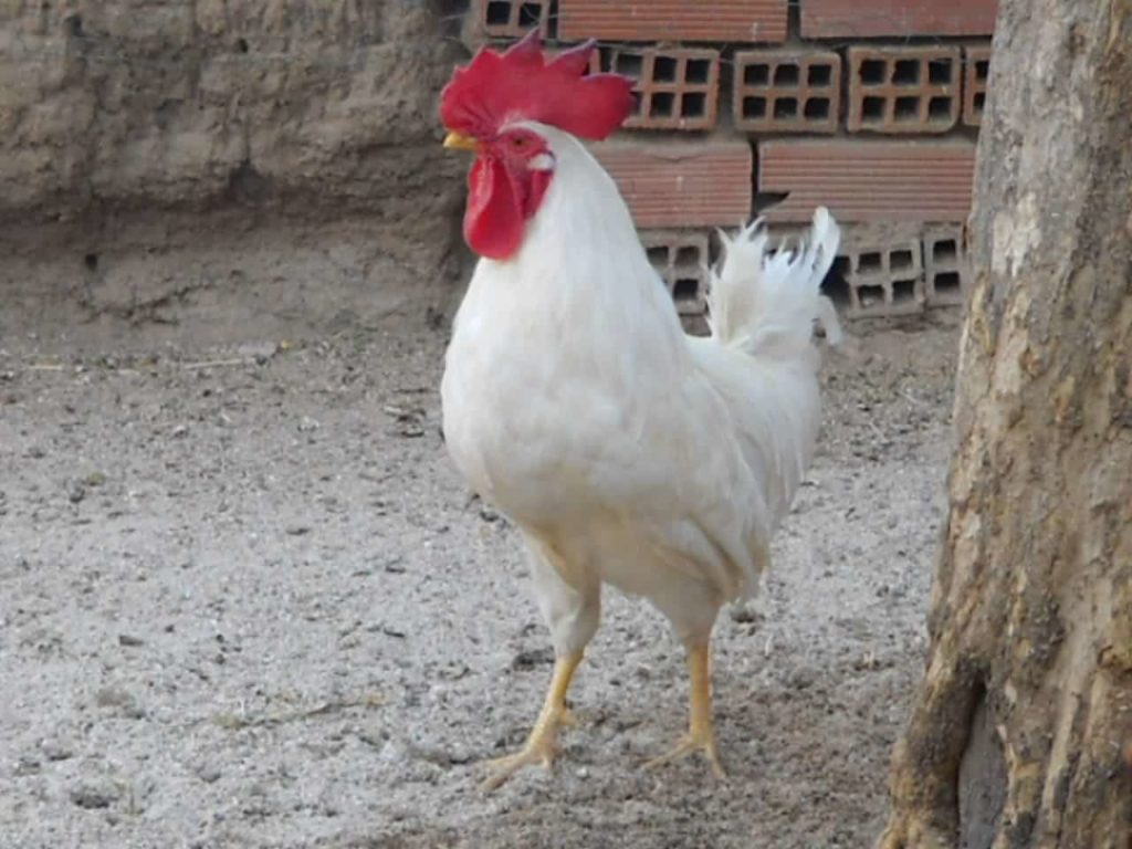 GALLO BLANCO 】Origen, Descripción, Alimentación, Entrenamiento y más