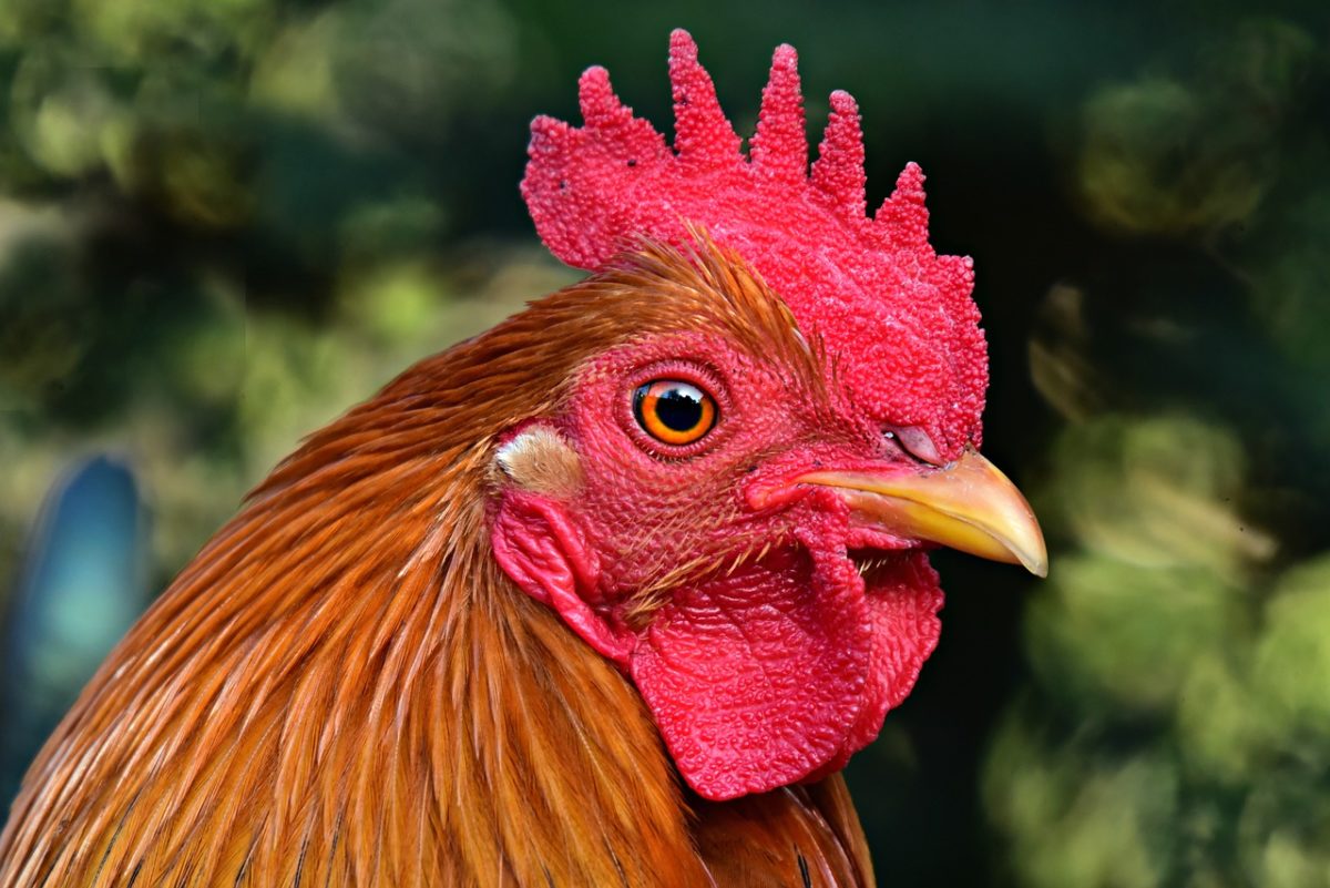 GALLO 】Características, Hábitat, Reproducción, Comportamiento y más