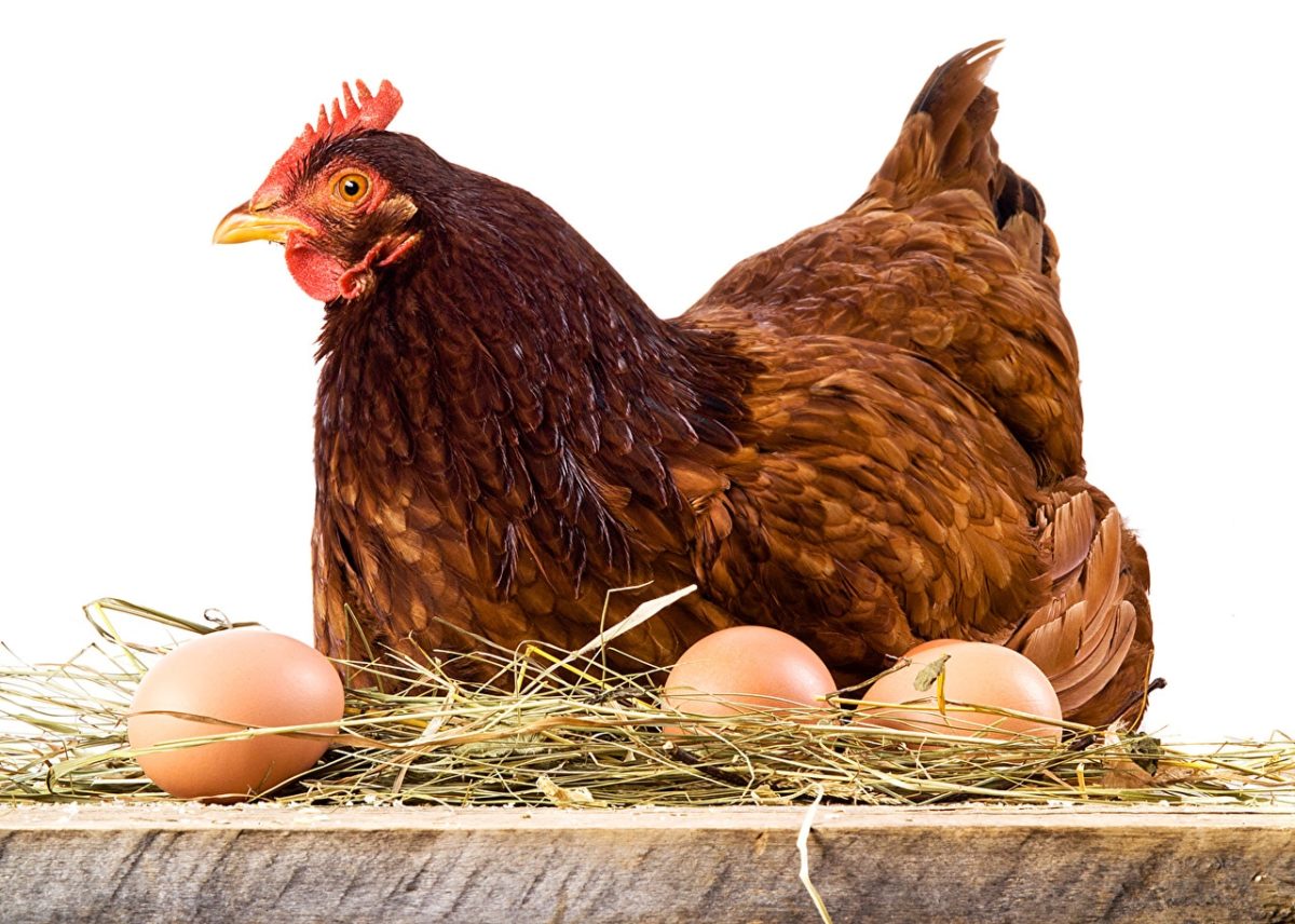 Los Mejores Ponederos de Gallinas Camperas del 2022 】