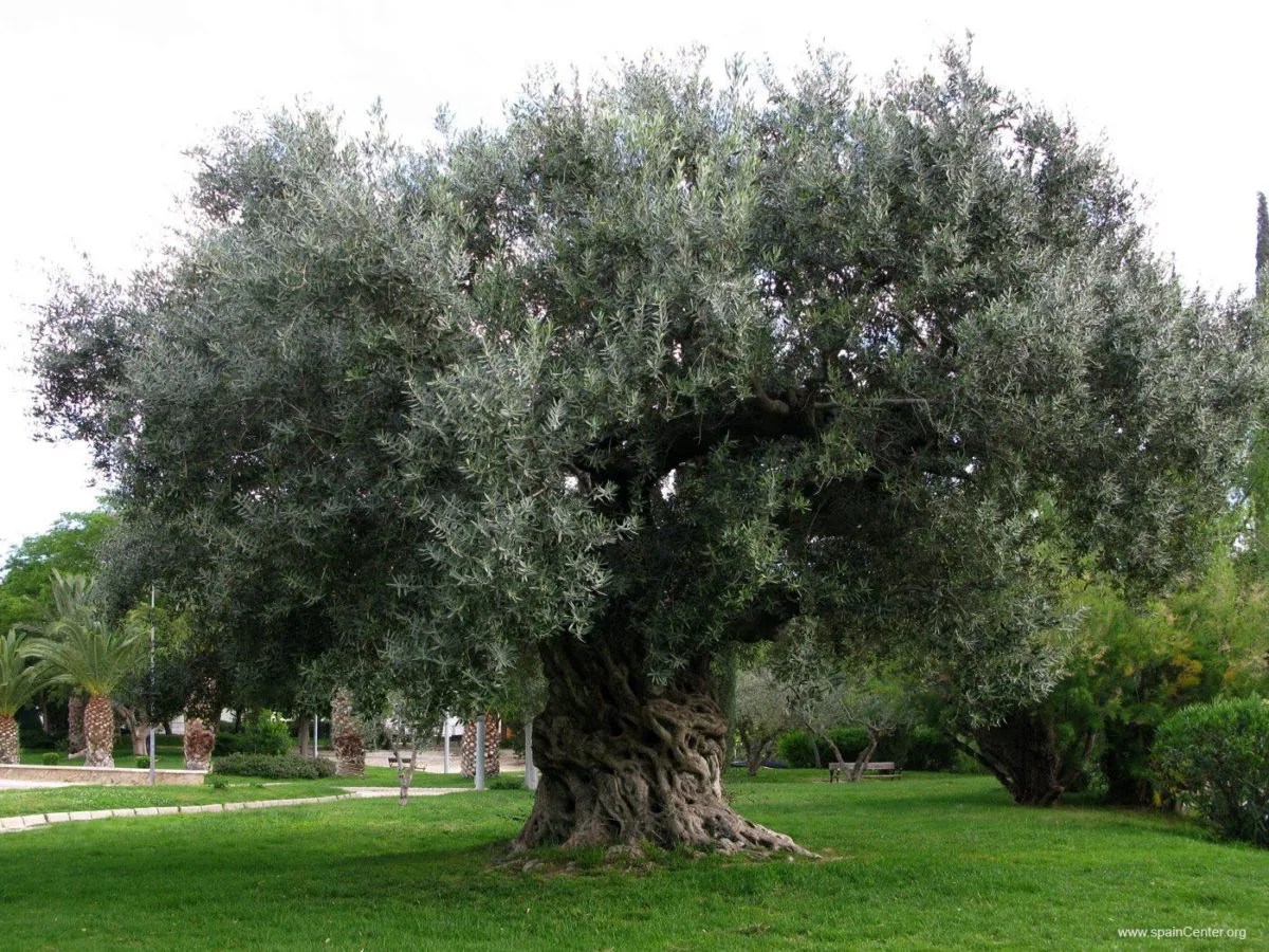 OLIVO, CARACTERÍSTICAS, CULTIVO Y USO DE ESTE ÁRBOL
