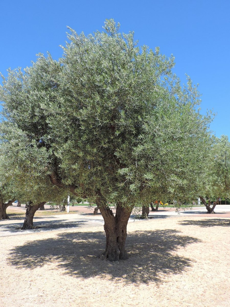 OLIVO, CARACTERÍSTICAS, CULTIVO Y USO DE ESTE ÁRBOL