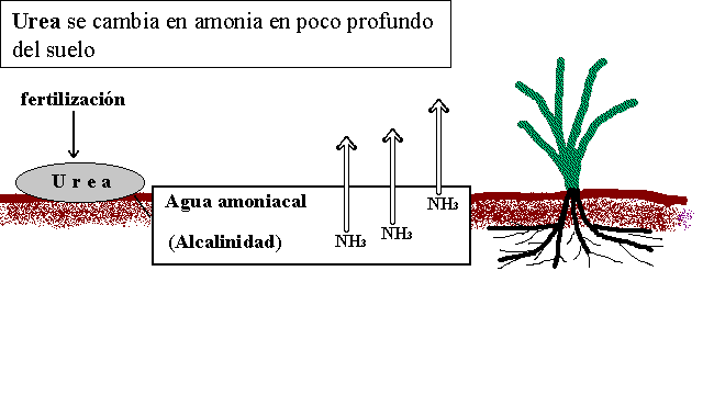 Fertilizantes de urea formula, aplicación, y más