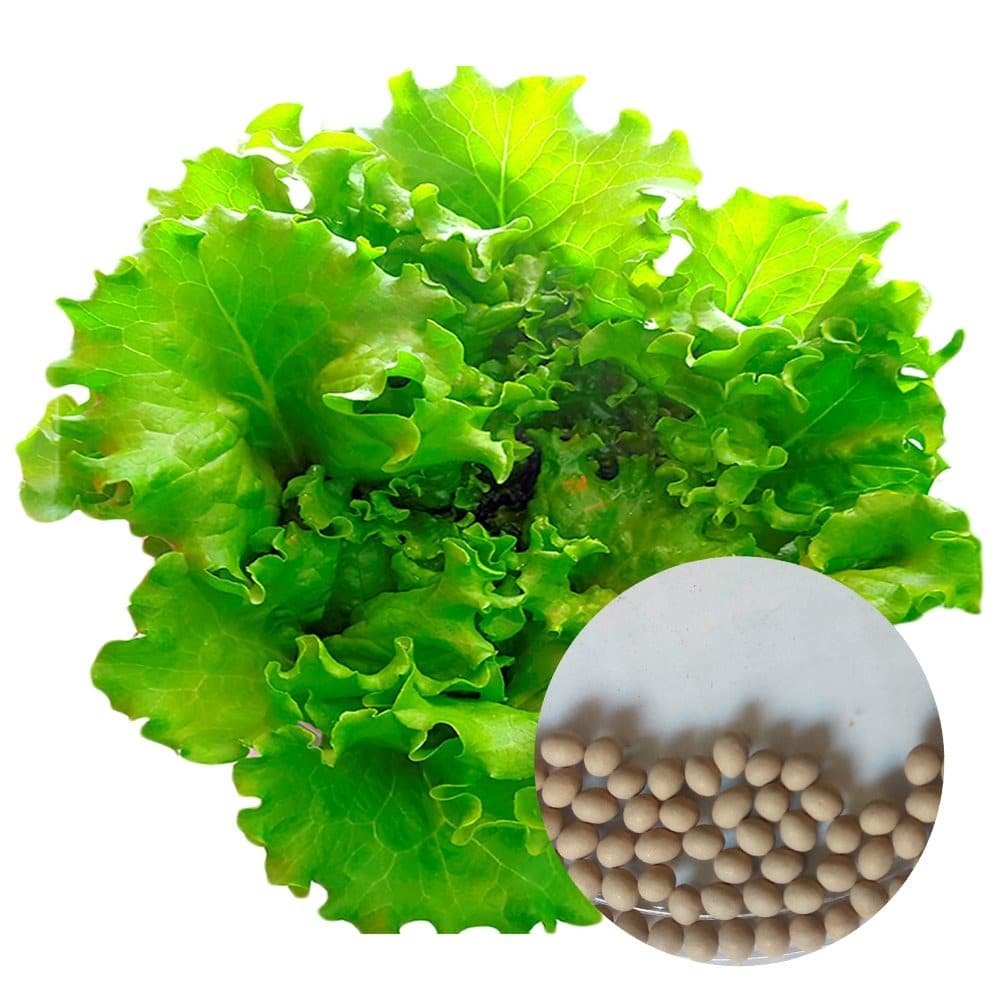 Descubre todo sobre las Semillas de Lechuga y más