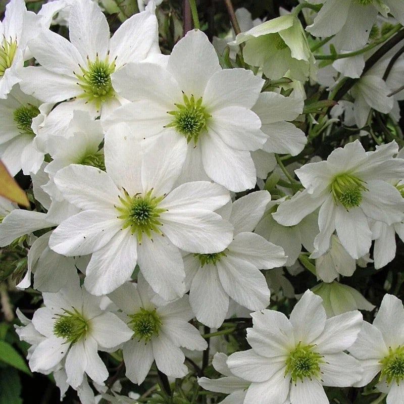 Clematis avalanche Lo que no sabias de esta planta
