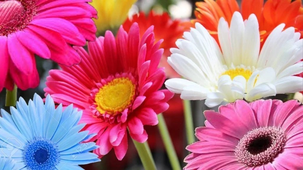Gerbera Cuidados, cultivo, semillas, significado y mucho más