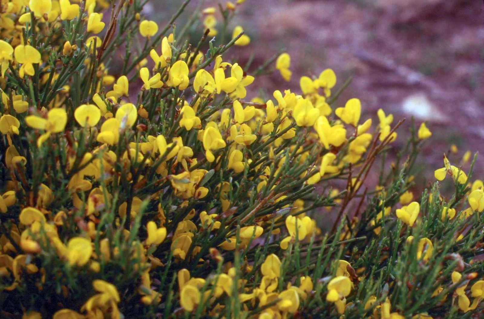 Cytisus striatus Todo lo que debes saber de esta planta