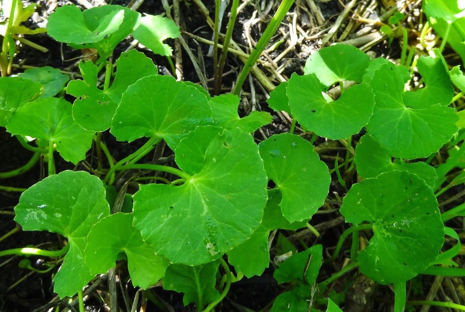 CENTELLA ASIÁTICA ¿Qué es?, beneficios, contraindicaciones y más