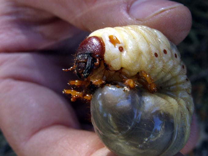 Gusano blanco Control, cómo combatirlo y mucho más.