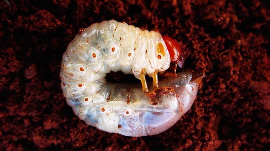 Gusano blanco Control, cómo combatirlo y mucho más.