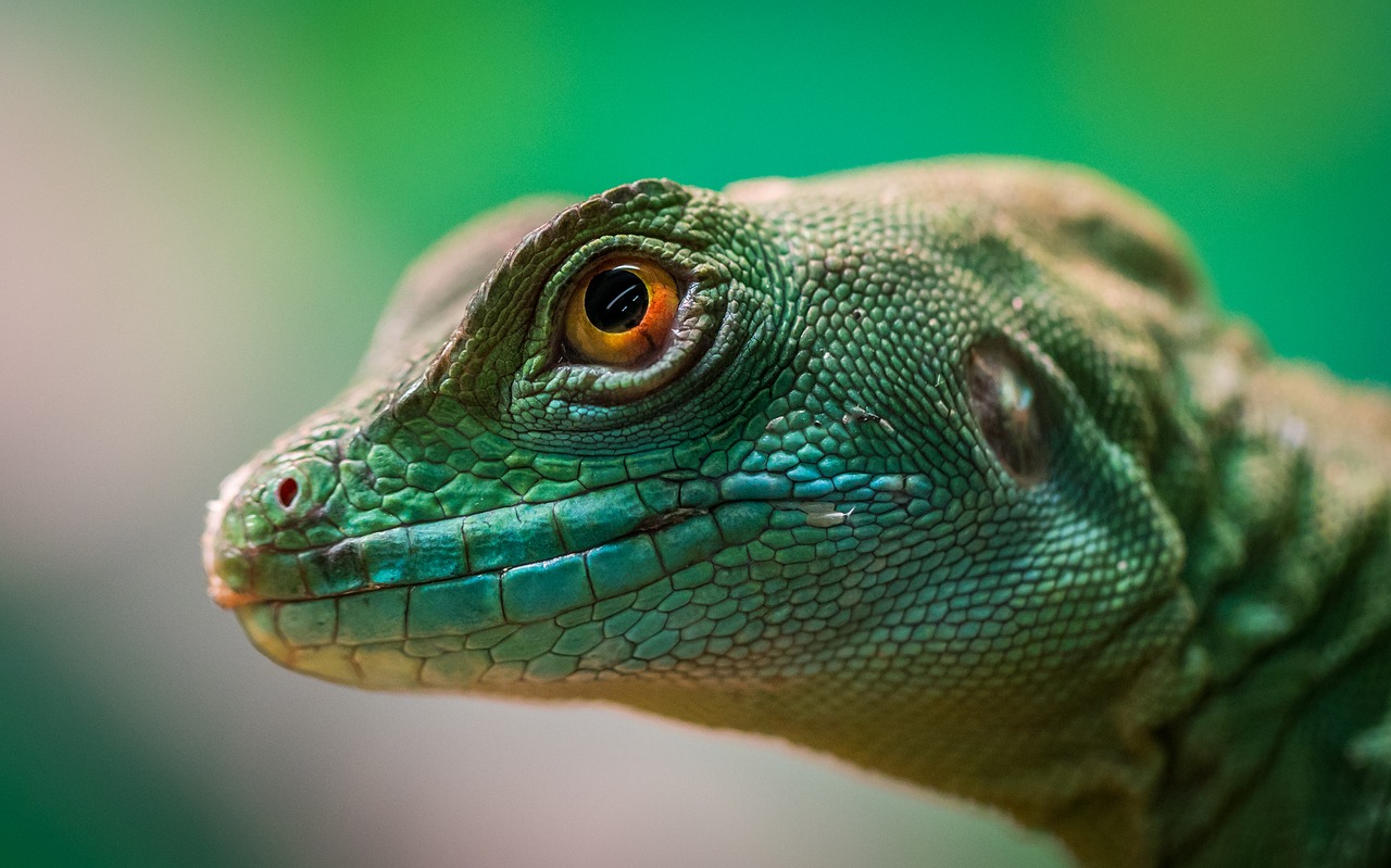 Reptiles ¿Qué son ? , características, reproducción, hábitat, y mucho más