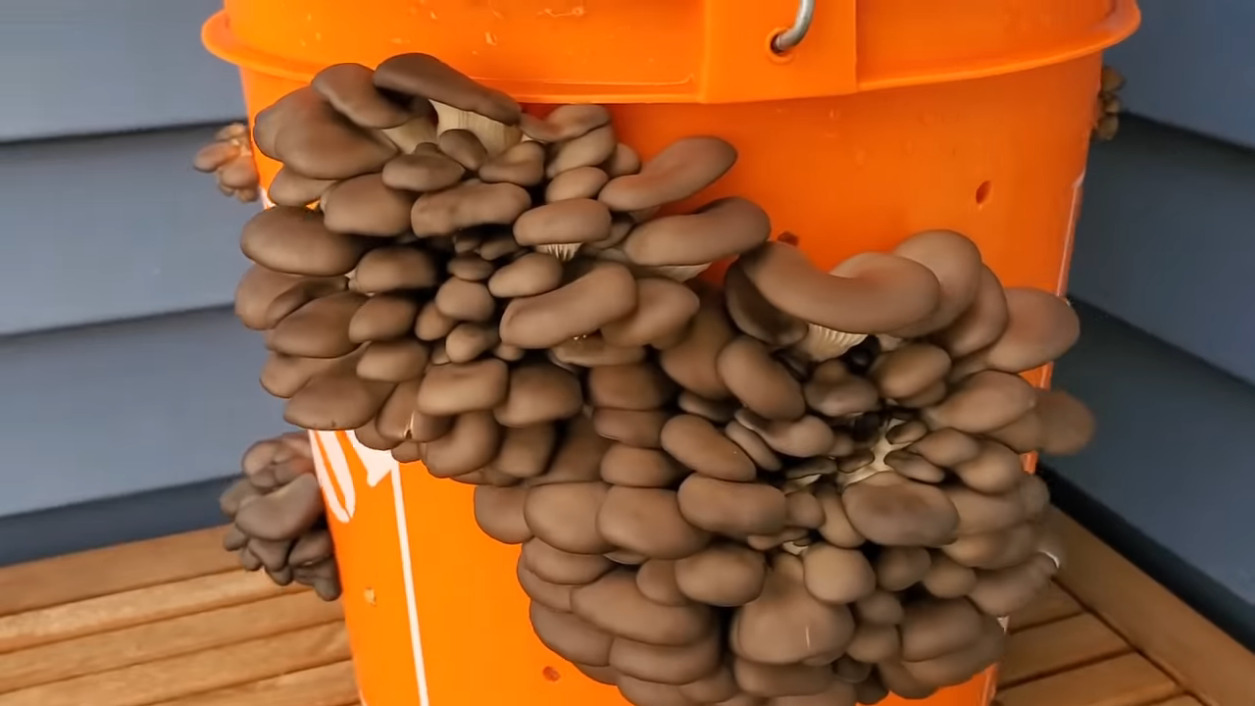 Tend Your Garden… Again Hackaday