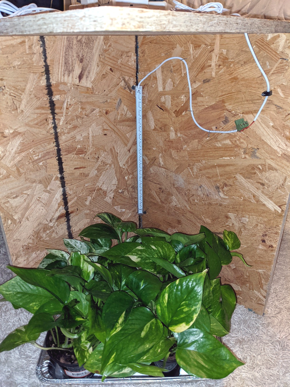 Can Plants Bend Light To Their SelfPreserving Will? Hackaday