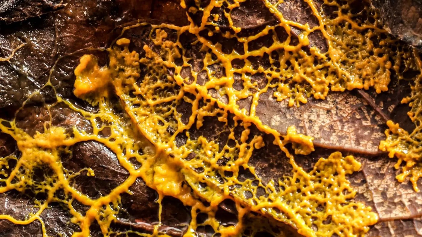 Revolutionizing DecisionMaking with Python and Slime Molds Journey