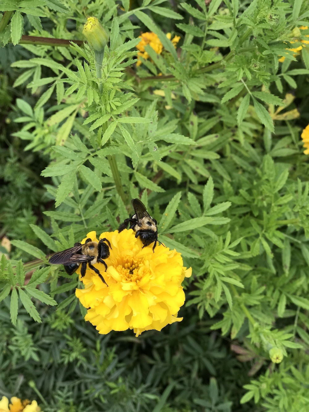 Spring’s Best Pollinators And How To Support Them Hackett Hill Farm