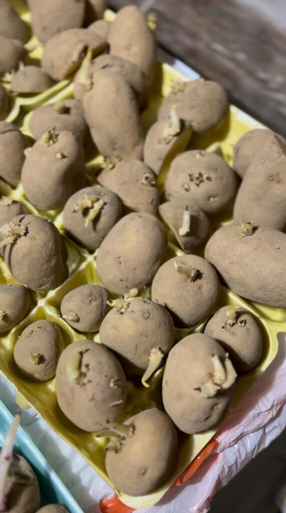 How to Plant Potatoes for an Awesome Harvest Hackett Hill Farm