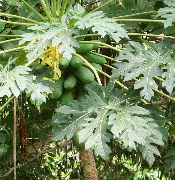 Southeast Asia Flora