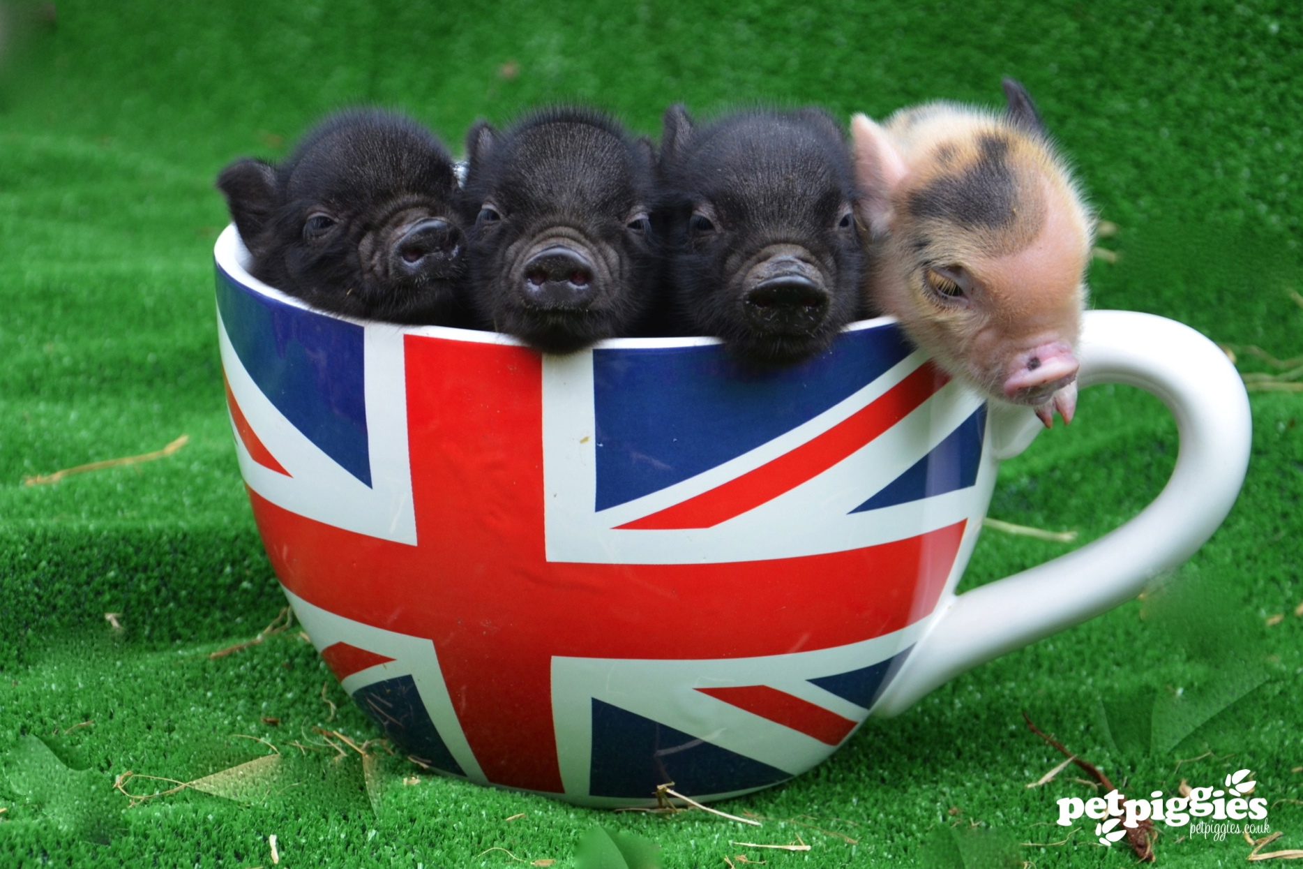 Popup pig picnic heads for Hackney Hackney Post