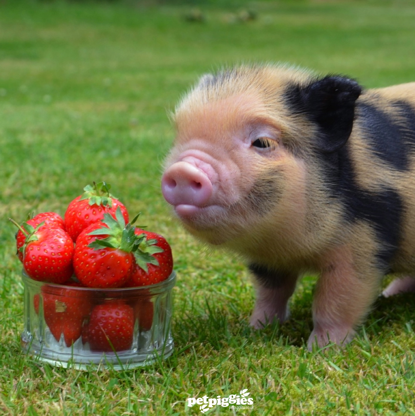 Micro Pig Piglet Wearing Red Wellies Pet Piggies atelieryuwa.ciao.jp