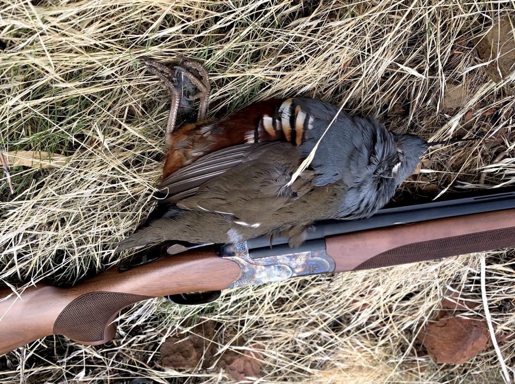 Hunting Mountain Quail in California Hack Outdoors