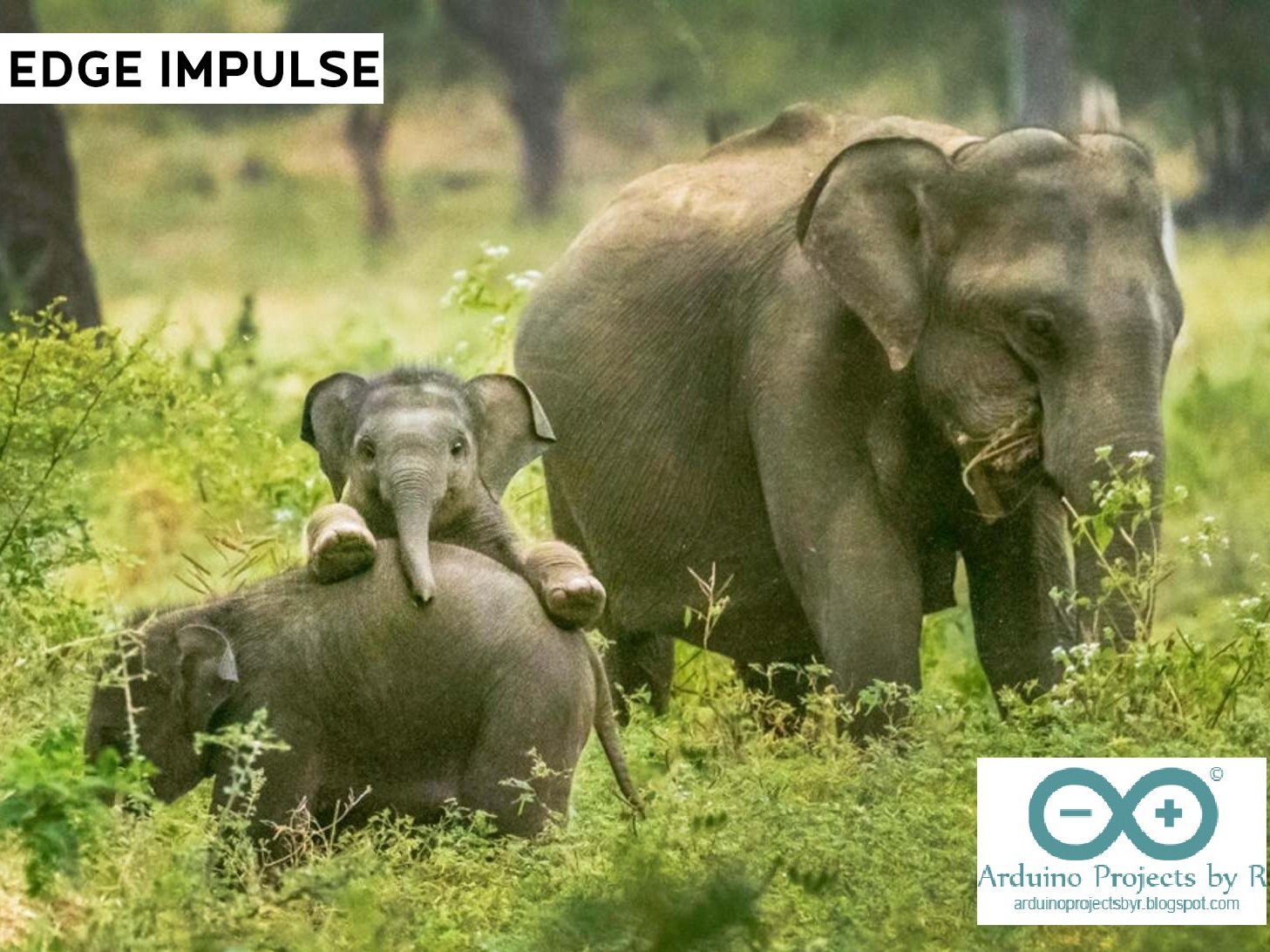 Prevent conflicts and protect Elephants with the help of AI Hackster.io