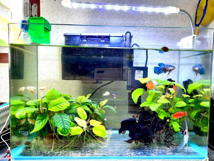 K.M's Automatic Fish Feeder Arduino Project Hub