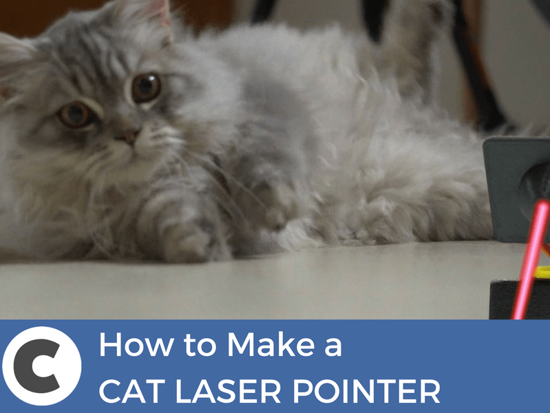 Do Cats Enjoy Laser Pointers