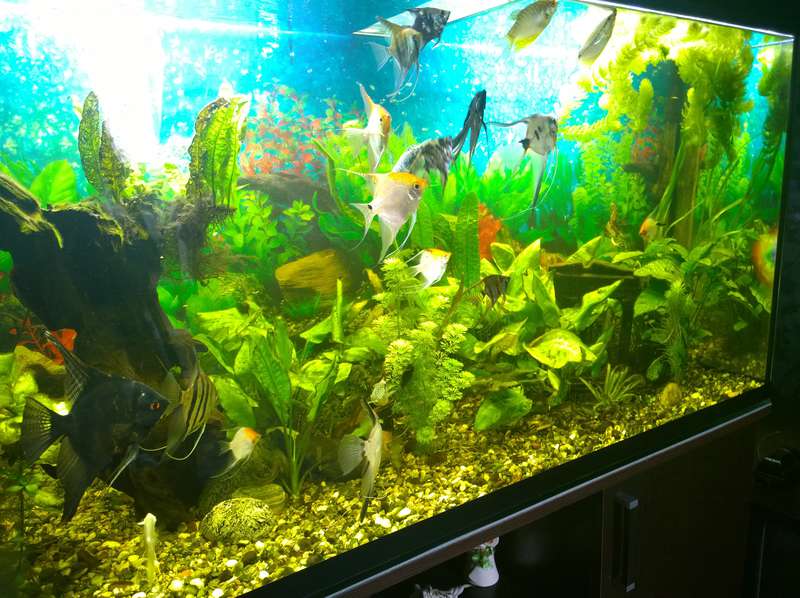 Arduino Aquarium Controller Arduino Project Hub