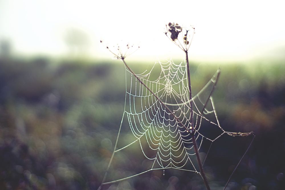 7 Reasons You Are Dreaming About Spiders