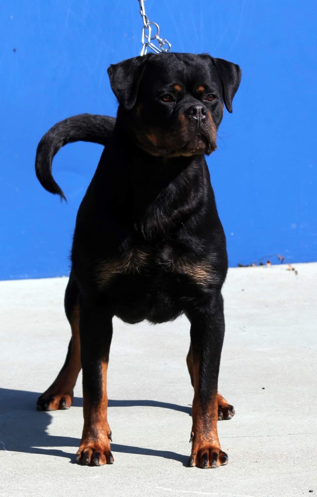 Our Exceptional Female Rottweilers(014)