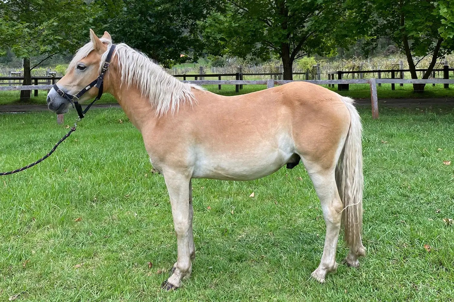 Fernances Creek Starman AHBSA