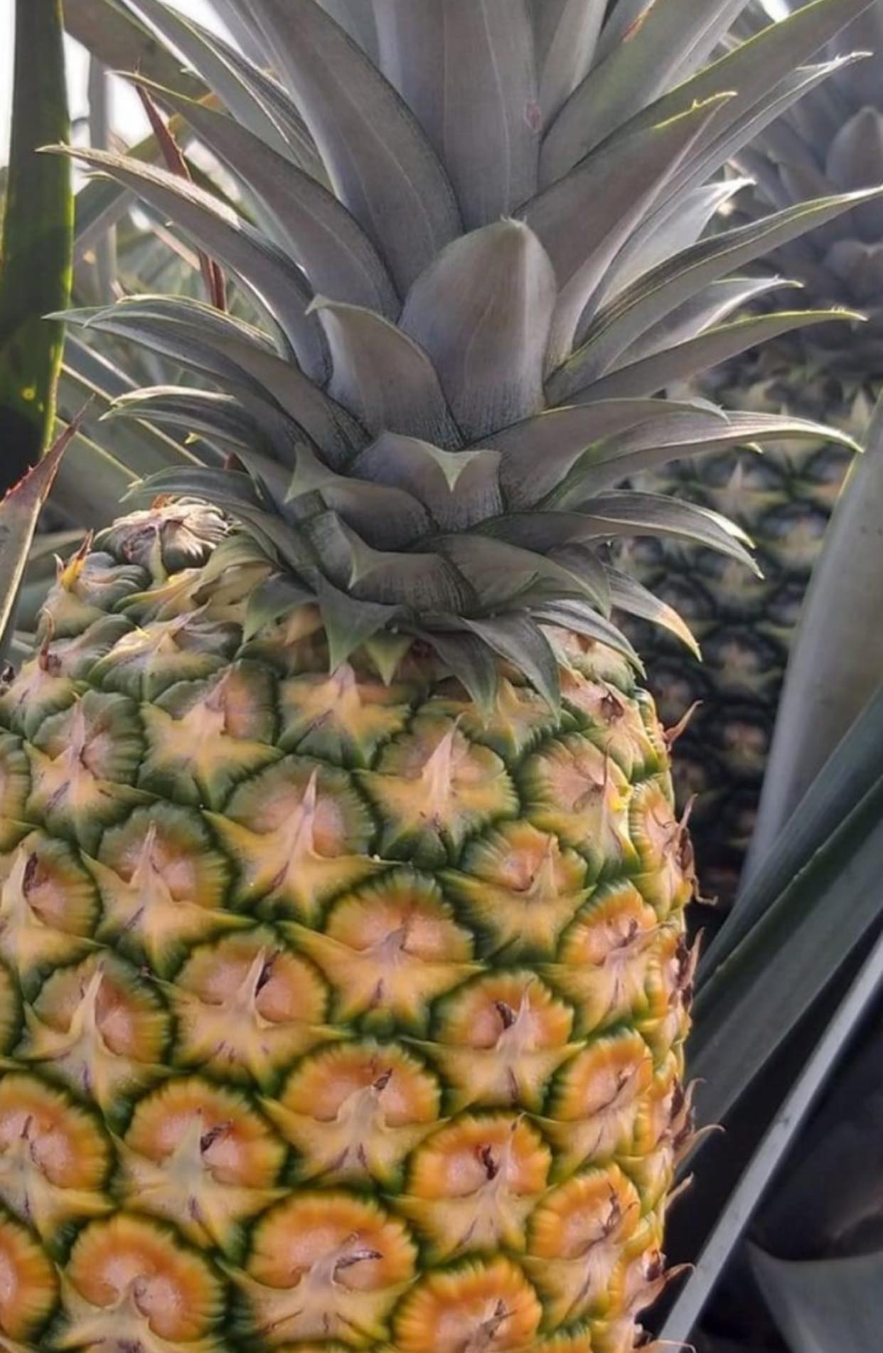 DIFFERENT VARIETIES OF Pineapple Grown in VIETNAM