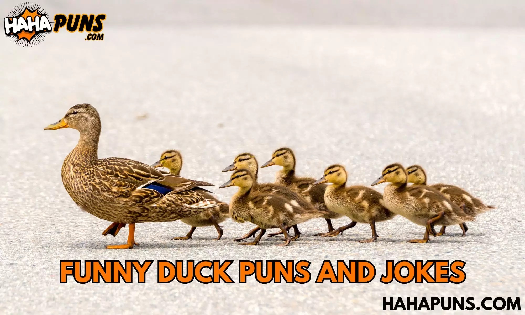 170+ Funny Duck Puns and Jokes Quacktastic Humor