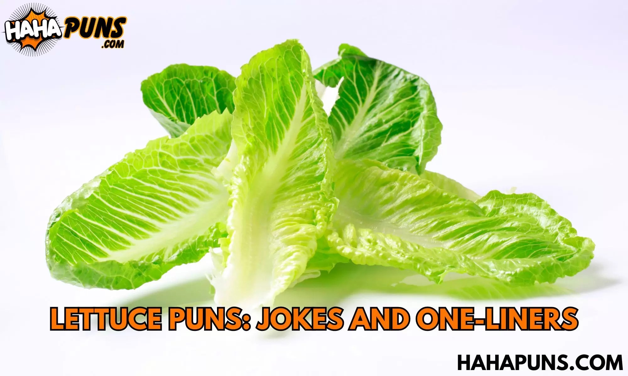90+ Lettuce Puns Jokes And OneLiners