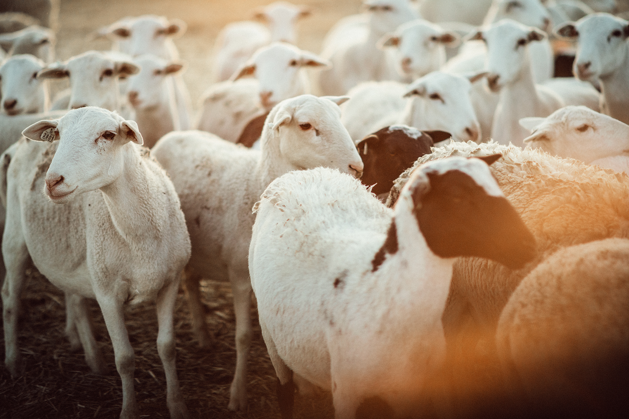 [ the sheepfarm oklahoma ] Hailey Faria Blog