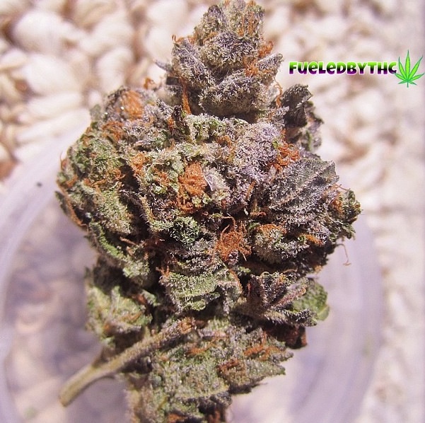 18 of the Best Marijuana Based Instagram Feeds To Follow Hail Mary Jane