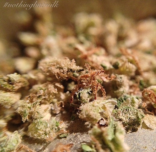 18 of the Best Marijuana Based Instagram Feeds To Follow Hail Mary Jane