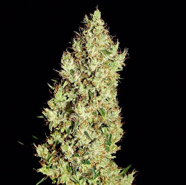 18 of the Best Marijuana Based Instagram Feeds To Follow Hail Mary Jane