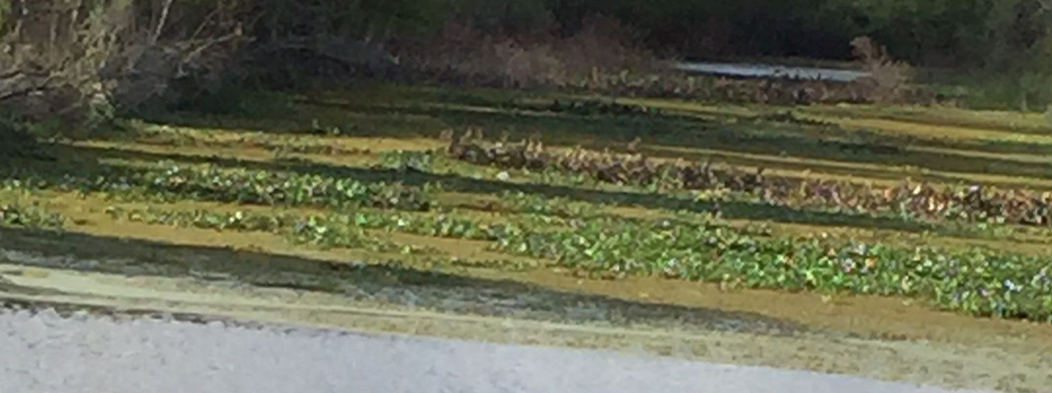 Home The Haines City Water Control District