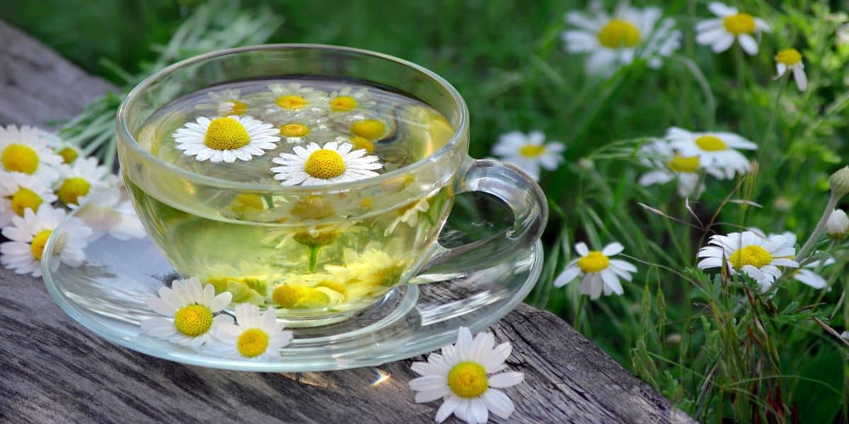 Chamomile Tea Hair Lightening Overnight Procedure Hair Explainer