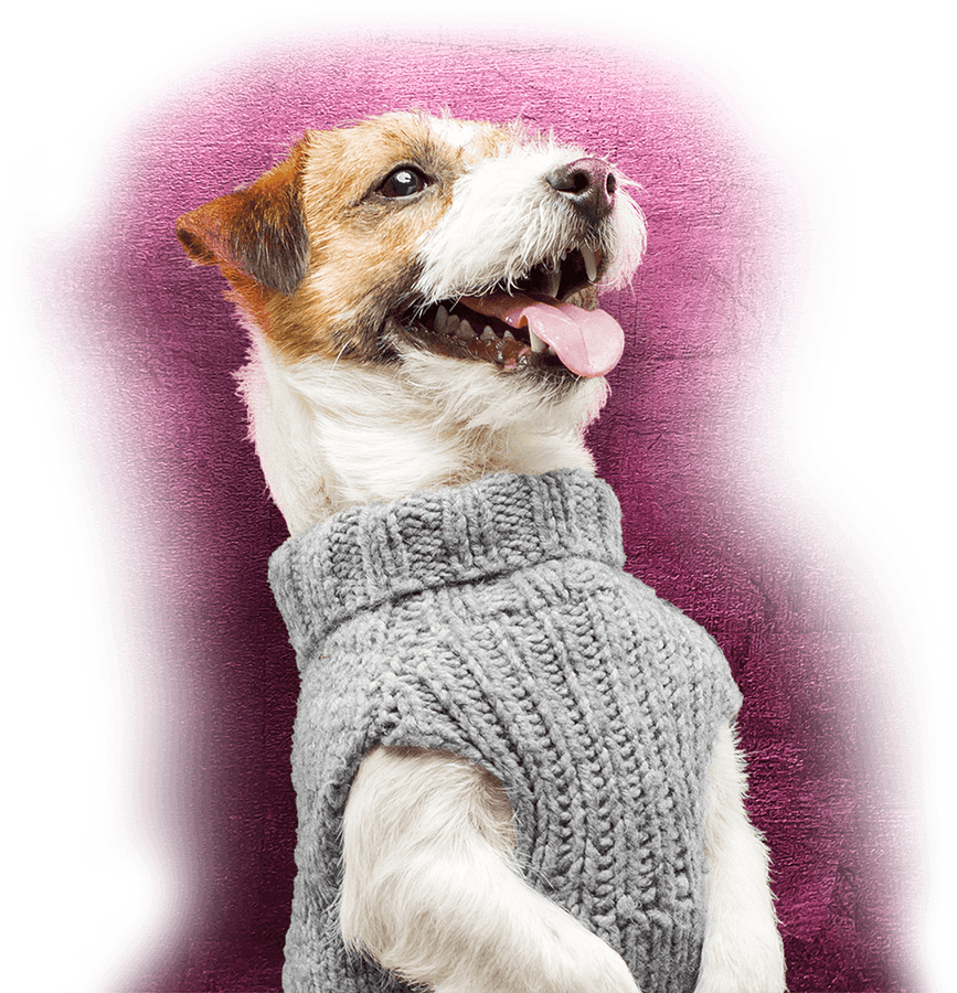 Hair of the Dog to Hair of the Dog