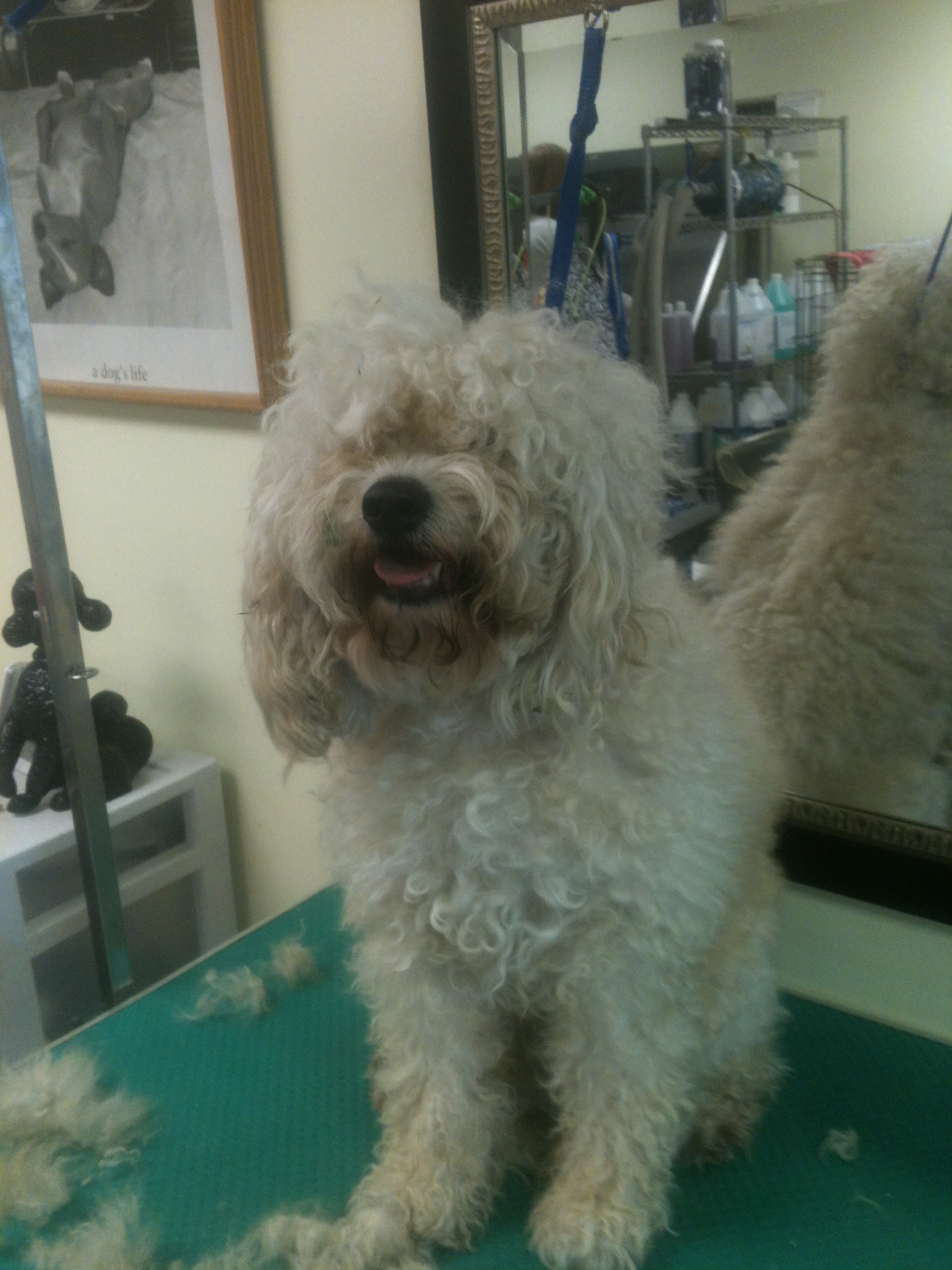 Hair of The Dog > Gallery