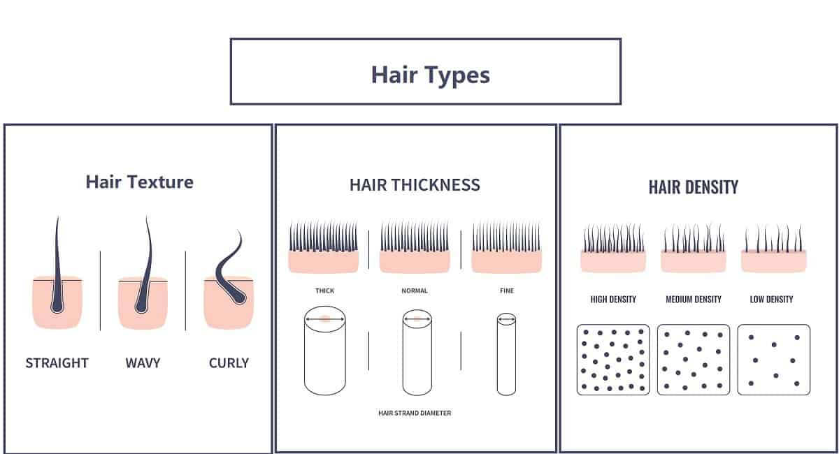 Hair Basics Hair Structure, Growth Cycle, Types, Condition & Thickness
