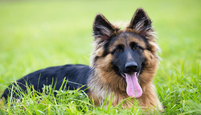 Short German Shepherd Haircut I Was A Hairstyles Ideas Weakling