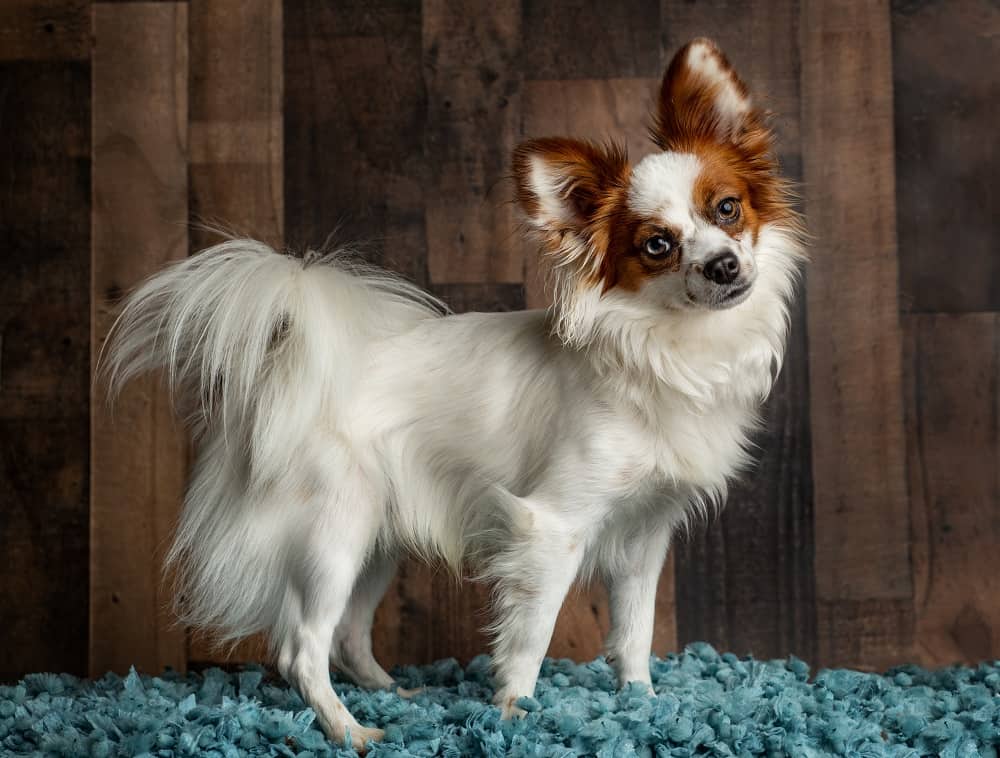 23+ terrier haircut styles KaineBrinard