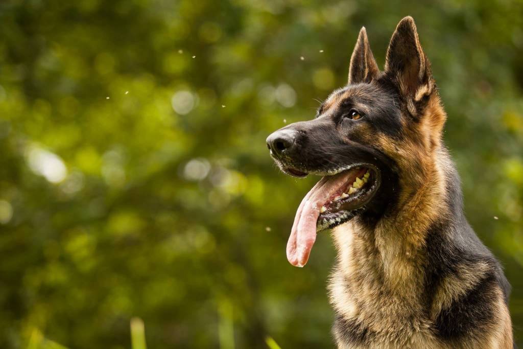 15 Witty Pointers For Short Haired German Shepherd Owner