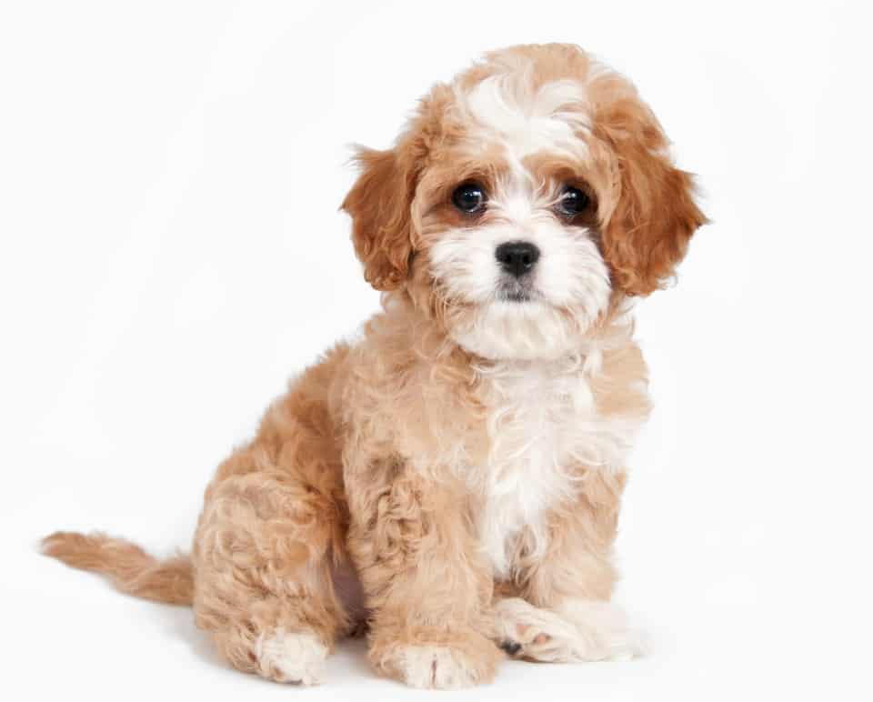 12 Cavapoo Haircuts That Are Too Cute Not To Try HairstyleCamp