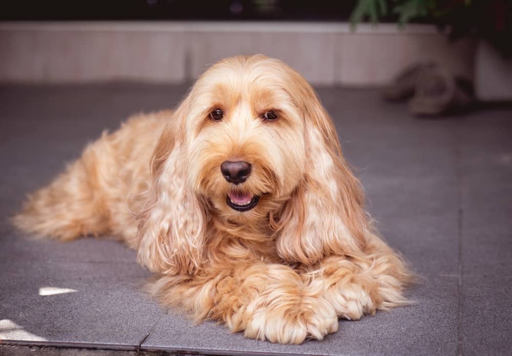 17 Cockapoo Haircuts For Your Furry Best Friend HairstyleCamp
