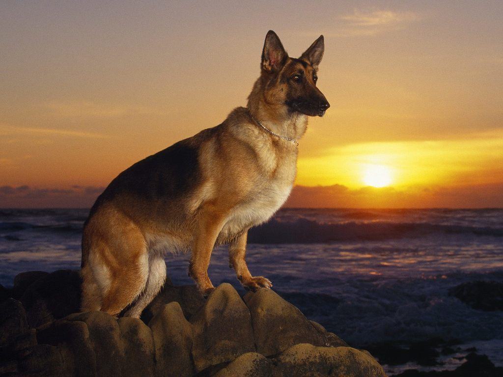 15 Witty Pointers For Short Haired German Shepherd Owner