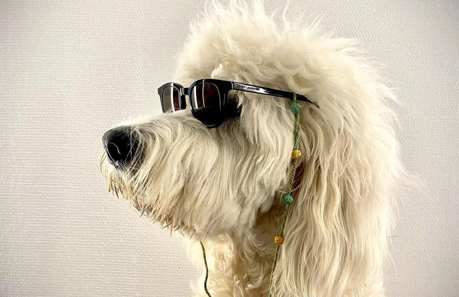 41 AweInspiring Dog Mullet Ideas To Make Your Pet Stand Out